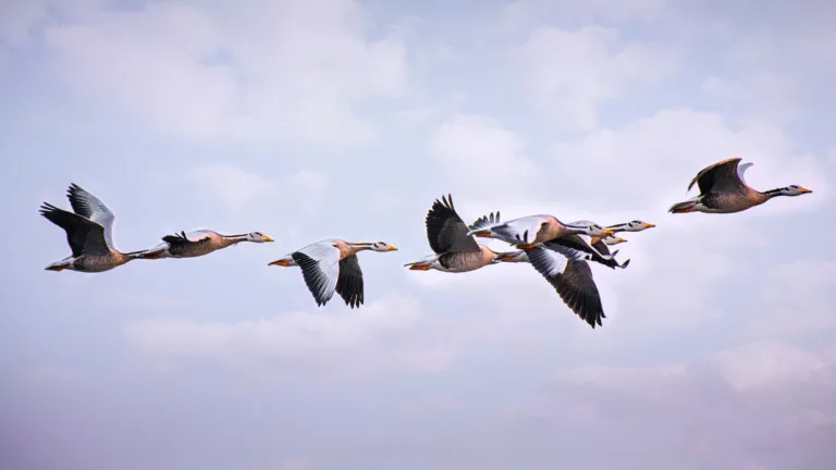 Migrate