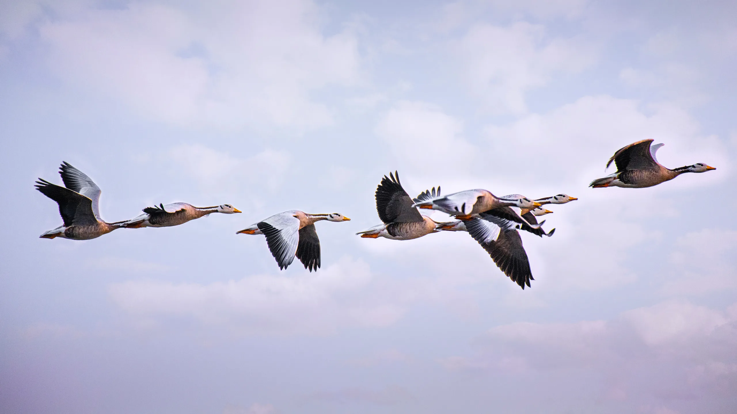 Migrate scaled
